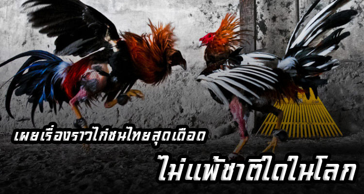 เผยเรื่องราวไก่ชนไทยสุดเดือด ไม่แพ้ชาติใดในโลก!