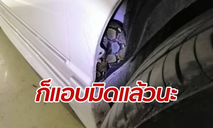 แอร์รถเหม็นสาบ-เลี้ยวให้ศูนย์เช็ก ผงะเจองูเหลือม 2 เมตรแอบซ่อนตัวอยู่
