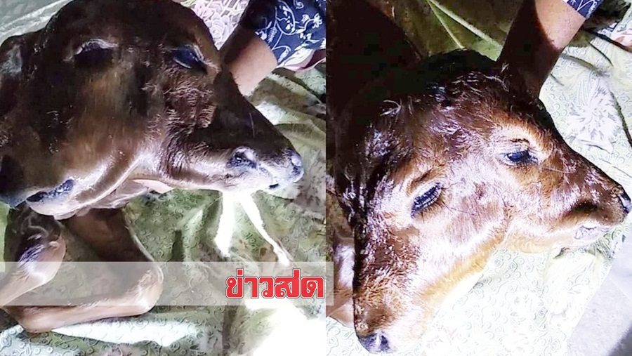 แห่ดูลูกวัวประหลาด! 2 หัว 4 ตา 4 ขา 1 หาง นักเสี่ยงโชคไม่พลาดตีเลขเด็ด