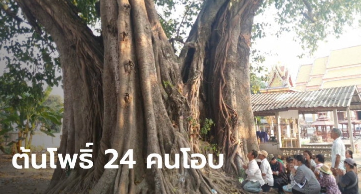 ฮือฮาต้นโพธิ์โบราณ 3 นางในต้นเดียว อายุ 496 ปี อยู่ยืนยงตั้งแต่อยุธยาตอนต้น