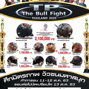 TP The Bull Fight Thailand2020 ศึกมิตรภาพ วัวชนมหาสนุก โปรแกรมวันที่ 11-12 ตุลาคมนี้