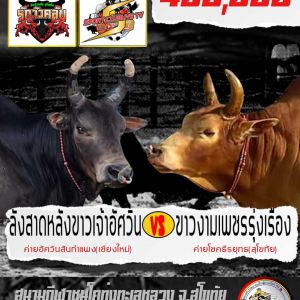 สนุแน่นอน นัดเปิดนามวัวชน
สนามกีฬาชนโคทุ่งทะเลหลวง จ.สุโขทัย