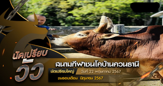สนามกีฬาชนโคพระเเสงบ้านควนธานี นัดเปรียบวัว วันที่ 22 พฤษภาคม 2567