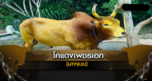 โคแดงเพชรเอก นางแบบ