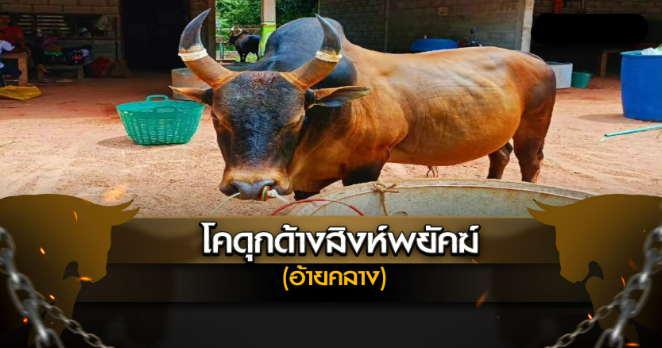 โคดุกด้างสิงห์พยัคฆ์ อ้ายคลาง