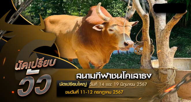 นัดเปรียบวัว วันที่ 14 เเละ 19 มิถุนายน 2567