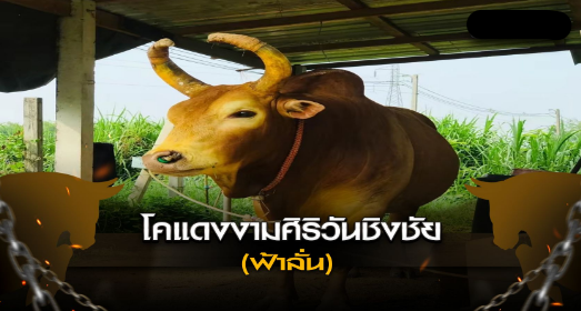โคแดงงามศิริวันชิงชัย (ฟ้าลั่น)