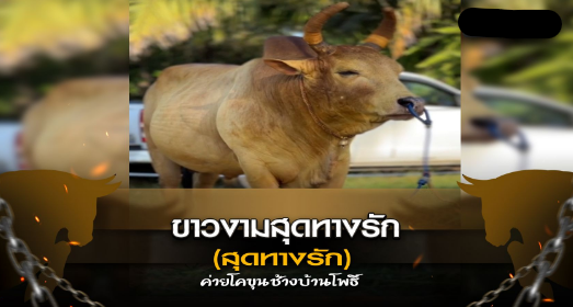 ขาวงามสุดทางรัก ค่ายโคขุนช้างบ้านโพธิ์