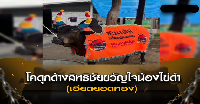 โคดุกด้างสิทธิชัยขวัญใจน้องไข่ดำ (เอียดยอดทอง)