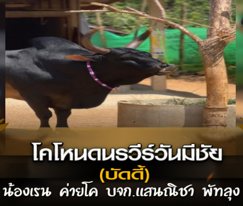 โคโหนดนรวีร์วันมีชัย (บัดดี้) น้องเรน ค่ายโค บจก.แสนณิชา พัทลุง