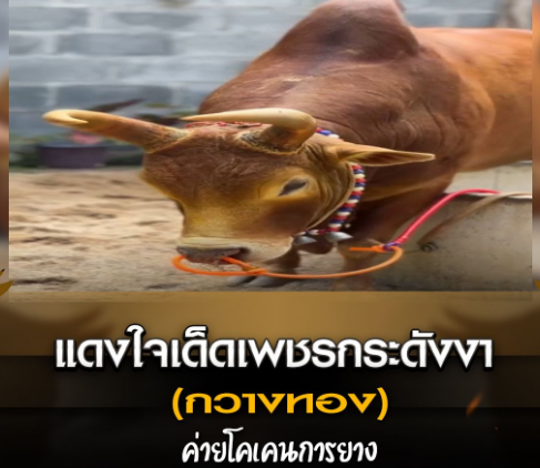 แดงใจเด็ดเพชรกระดังงา(กวางทอง) ค่ายโคเคนการยาง