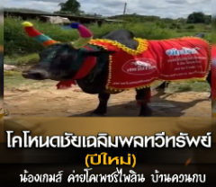 โคโหนดชัยเฉลิมพลทวีทรัพย์ (ปีใหม่) น้องเกมส์ ค่ายโคเพชรไพลิน บ้านควนกบ