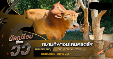 สนามกีฬาชนโคนครตรัง นัดเปรียบวัววันที่ 10 กันยายน 2567