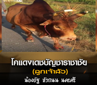 โคแดงเดชบัญชาราชาชัย(ลูกเจ้าสัว) น้องอัฐ หัวถนน นครศรี