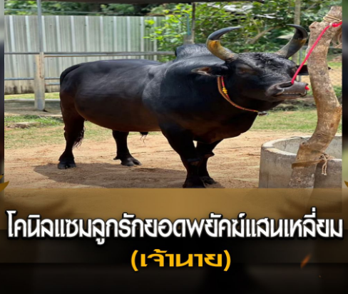 โคนิลแซมลูกรักยอดพยัคฆ์แสนเหลี่ยม (เจ้านาย)