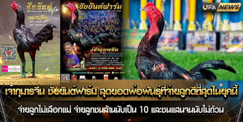 เจ้ากุมารจีน ชัยยันต์ฟาร์ม สุดยอดพ่อพันธุ์ที่จ่ายลูกดีที่สุดในยุค