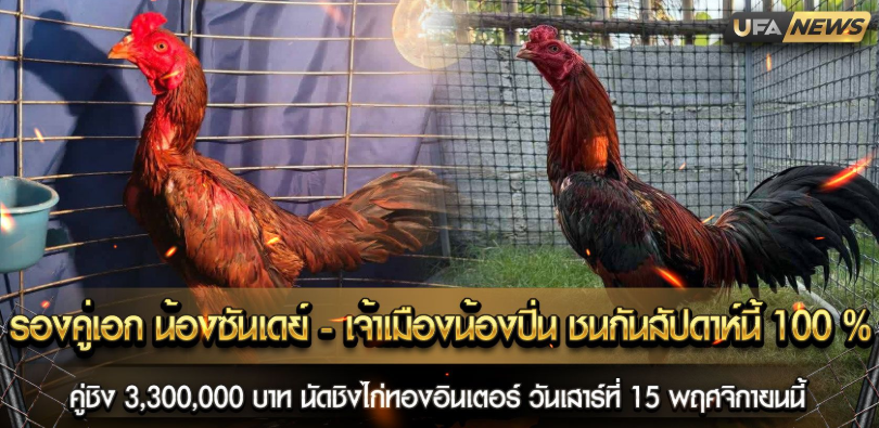 รองคู่เอกสนามไก่ทองอินเตอร์ คู่น้องซันเดย์ พบ เจ้าเมืองน้องปิ่น ชนแน่นอน 100%