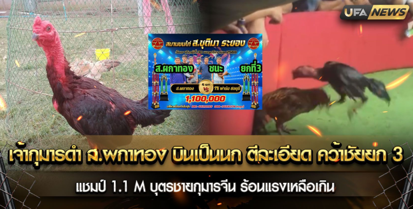 เจ้ากุมารดำ ส.ผกาทอง บินเป็นนก ตีละเอียด คว้าชัยยกที่ 3