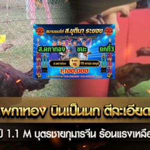 เจ้ากุมารดำ ส.ผกาทอง บินเป็นนก ตีละเอียด คว้าชัยยกที่ 3