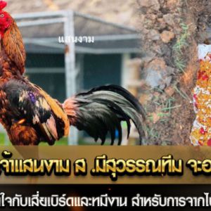 การจากไปของ เจ้าแสนงาม ส.มีสุวรรณทีม จะอยู่ในใจหลายๆคน